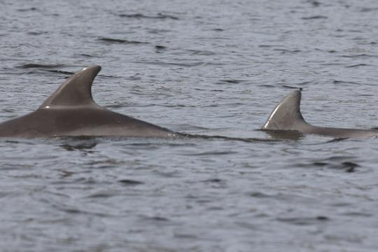 close up of two dolphin dorsal fins in gray river