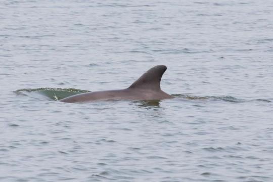 Dolphin swimming in canal in North Padre Island, Texas. Credit: Texas Marine Mammal Stranding Network.