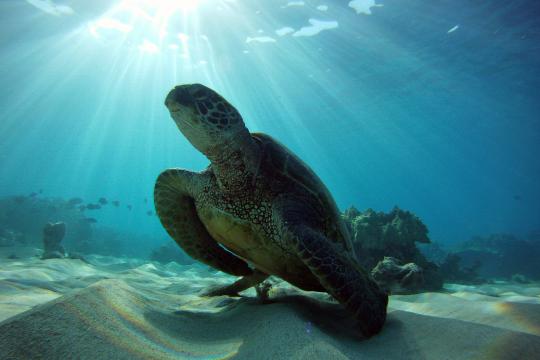 Green sea turtle resting underwater on sandy bottom with sun shining behind it.