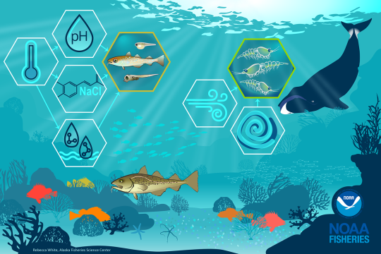 Infographic of an underwater habitat with coral, rocks, starfish, fish, a bowhead whale and hexagons showing relationships between pH, temperature, salinity etc. and transfer advection of krill - created by Rebecca White, Alaska Fisheries Science Center, NOAA Fisheries
