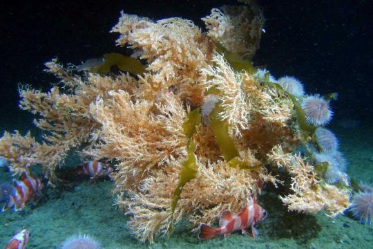Underwater photo of orange and white striped rockfish and sea urchins congregating around a large red tree coral on the seafloor.