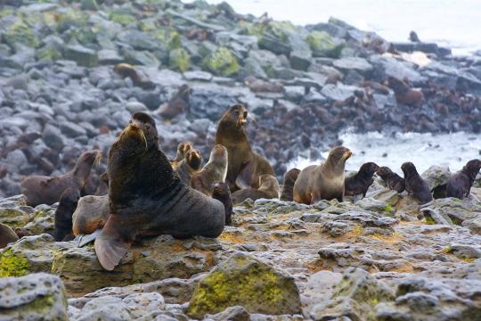 Photo of male and female adult fur seals and pups on rocks next to the water.
