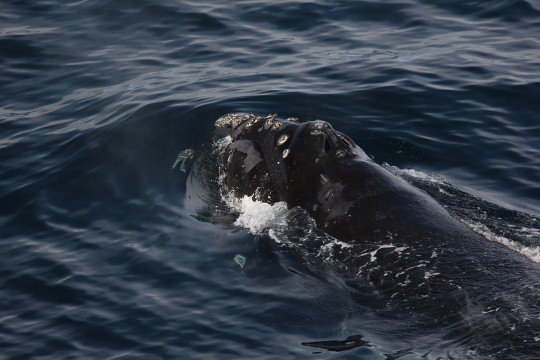 Photo of a North Pacific right whale at the surface.