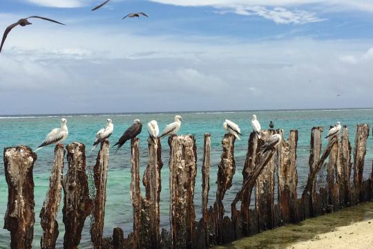 The aging seawall at Tern Island, Lalo (French Frigate Shoals) is a significant hazard to wildlife.  Credit: NOAA Fisheries. 