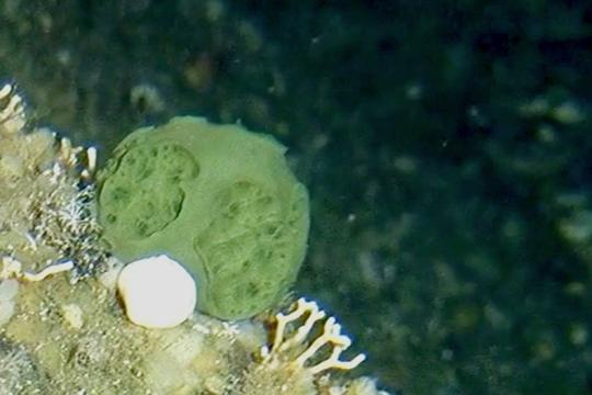 An image of a green sponge on the sea floor.