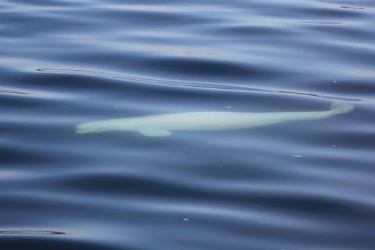 white colored whale, a beluga, swimming just below the surface of blue water