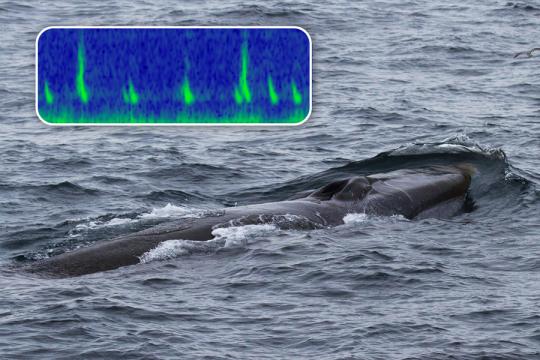 Fin whale with spectrogram of downsweep and backbeat calls