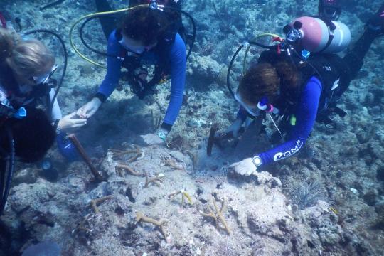 Outplanting staghorn coral