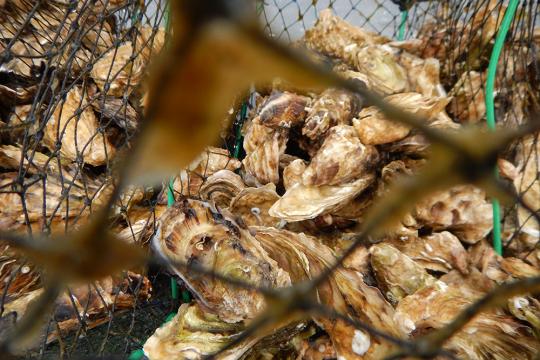 Oysters in Alaska. Credit: Alaska Department of Natural Resources 