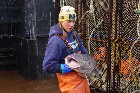 scientist on research vessel holding a Pacific cod