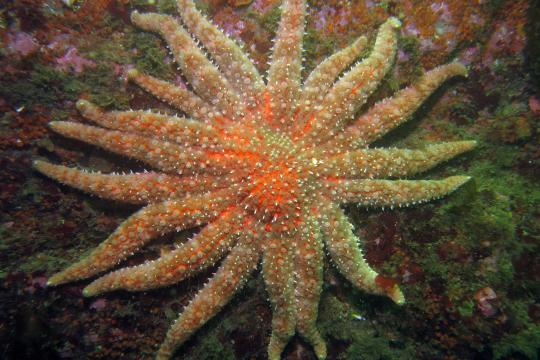 Sea star on ocean bottom