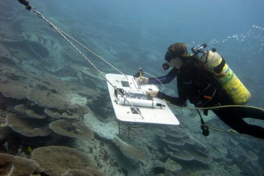 Diver records information on coral reefs