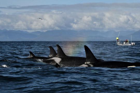  Southern Resident killer whales encountered during NOAA's PODs (Pacific Orcinus Distribution Survey) in October 2021 