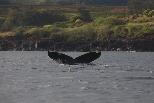 Humpback whale tail peaking out of the ocean with a green telemetry tracking buoy.