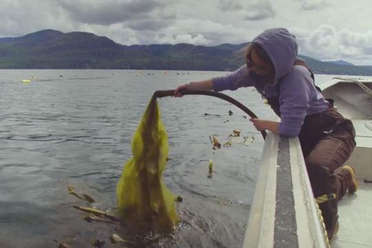 A seaweed farmer on a boat pulls long strands of bull kelp out of the water.