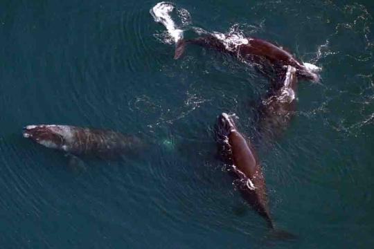 Group  of 4 North Atlantic right whales.