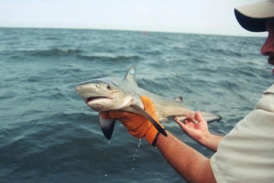 Bull Shark in the hands of Tobey Curtis.  Tobey is wearing an orange glove on left hand, held under the sharks head.r
