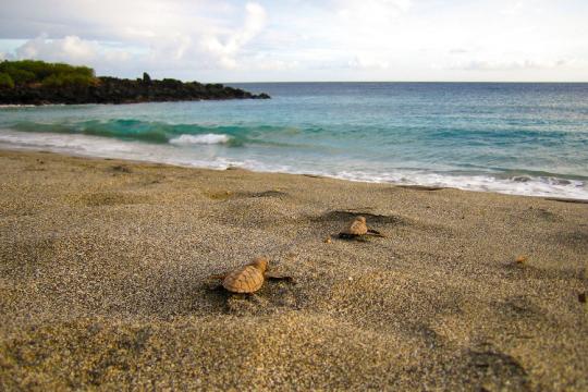Hawksbill hatchlings making their way to the ocean.