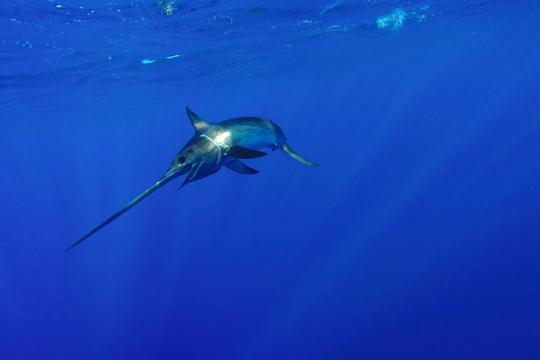 750x500_Swordfish swimming alone_Shuterstock_Joe Flynn.jpg