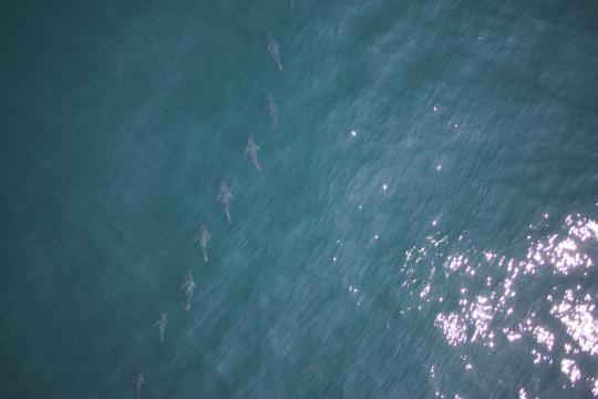 Row of Atlantic bluefish a seen from above.
