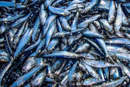 Atlantic herring, blue toned fish, slim.