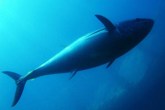 Bluefin tuna swimming overhead.jpg