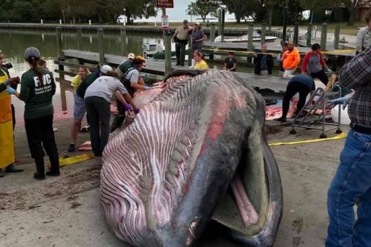 Bryde's whale in Everglades.jpg