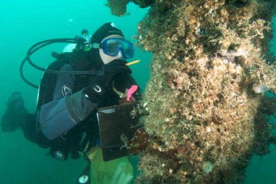 underwater diver recording data on clipboard