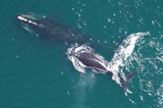 mother-calf-right-whales.jpg
