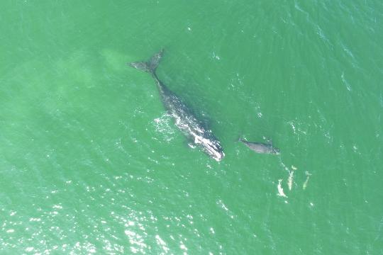 NOAA Fisheries Right Whale Drone Image_40_with dolphins.JPG