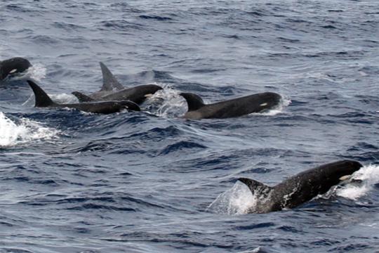 Killer whale pod at sea