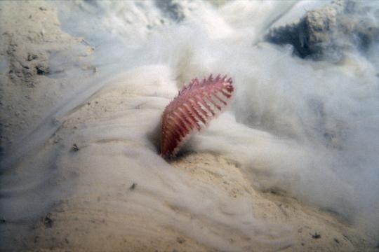 Sea Pen, reddish in color, in the sand.