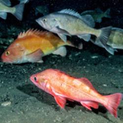 Groundfish Assessment Program-bio.jpg