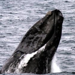 The Cetacean Assessment and Ecology Program-bio.jpg