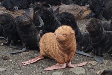 Photo of an albino fur seal pup on a beach with other fur seal pups and adults.