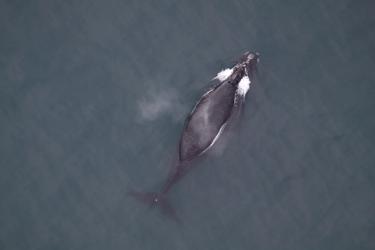 North Pacific right whale aerial photograph