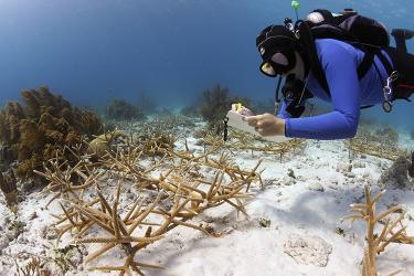 Diver monitoring corals