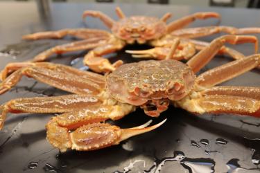Photo of a pair of Bering Sea snow crabs on a lab table.