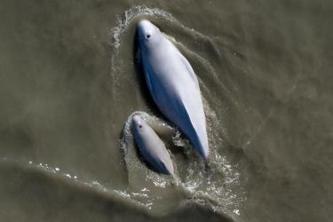 Aerial photo of adult and juvenile beluga whales swimming at surface.