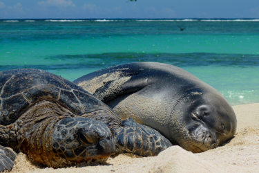 Picture of turtle and monk seal sleeping on a beach.