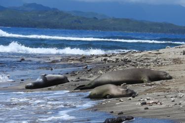 Three monk seals rest on a beach near each other