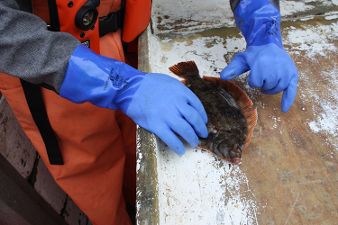 Observer wearing blue insulated work gloves lays a flounder flat on a wooden surface for sampling aboard a commercial fishing vessel.