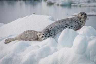 Photo of a spotted seal mother and pup sitting on an ice floe.