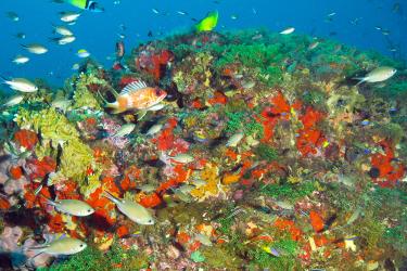 A colorful coral community in Flower Garden Banks National Marine Sanctuary. Image: NOAA/University of North Carolina Wilmington