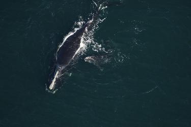 North Atlantic right whale Infinity and calf off Amelia Island