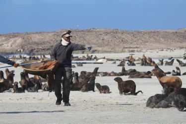 Tony Orr studying fur seals
