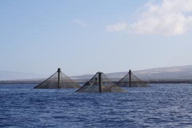 A view of three net pens poking through the water's surface, with land in the background.