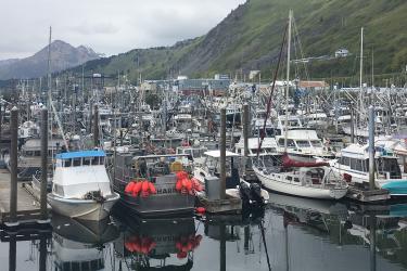 Photo of a boat filled marina in Kodiak, Alaska.