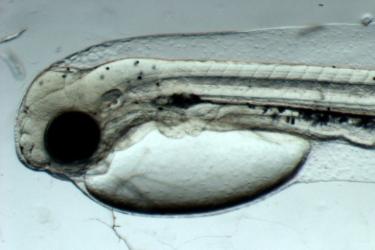 Magnified photo of Pacific cod yolk sac larva.
