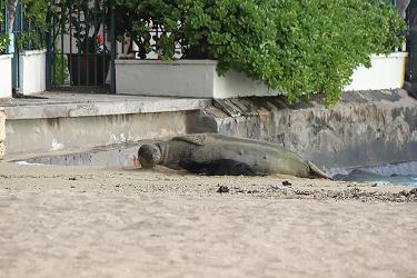 Adult monk seal and newborn pup on a public beach.